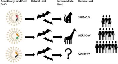 Unraveling the Epidemiology, Geographical Distribution, and Genomic Evolution of Potentially Lethal Coronaviruses (SARS, MERS, and SARS CoV-2)